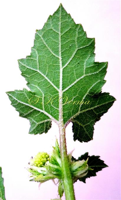  Leaf-Abaxial view